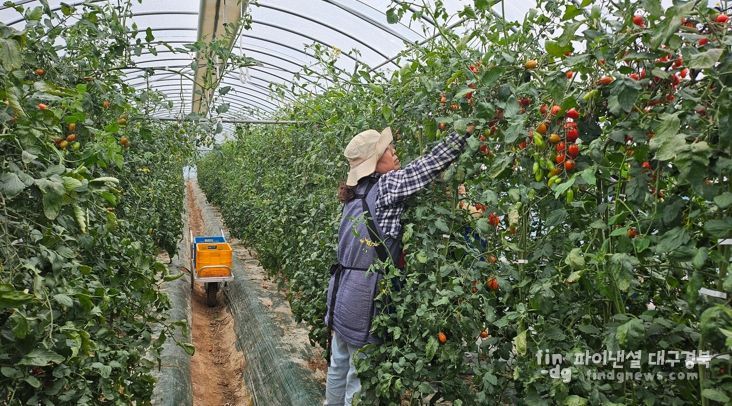 봉화 공동영농 재산지구 토마토도 대박, '억' 소리 나네