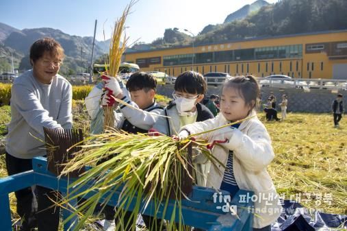 울릉군, 전통 벼 수확 체험행사 성공적으로 마쳐