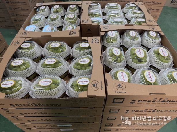 대만으로 수출되는 영주산 샤인머스캣