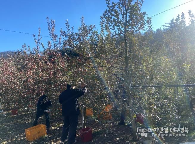 대구 북구 복현2동, 안동시 길안면에서사과 수확 농가 일손 도와