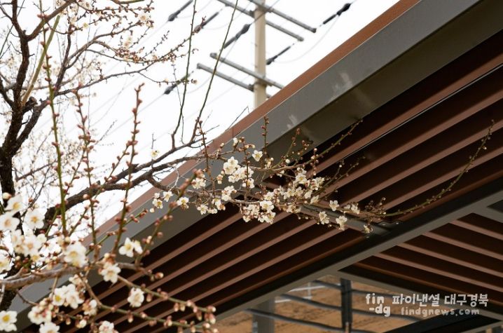 울진‘매화’꽃망울 활짝