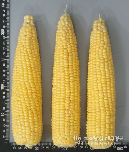 , 초당옥수수 신품종‘청밀옥’ 개발
