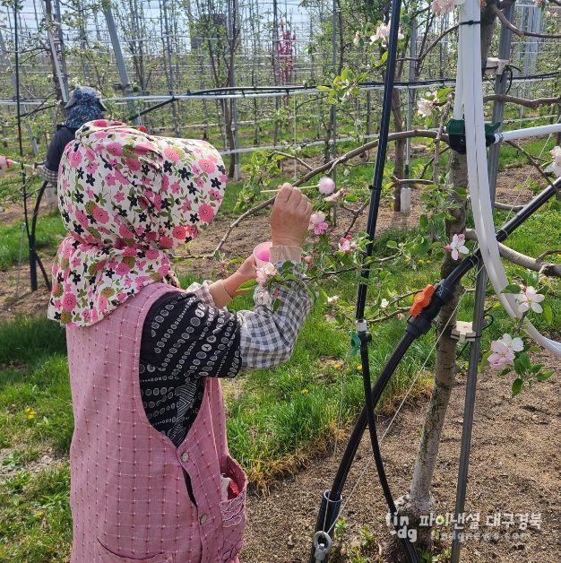 안동시, 사과 저온 피해 극복 위해 ‘인공수분’ 당부