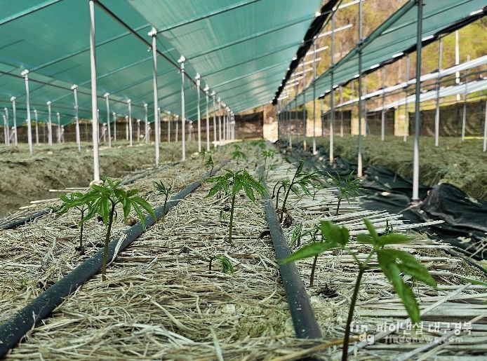 안정적 인삼 생산, 생육 초기 환경관리