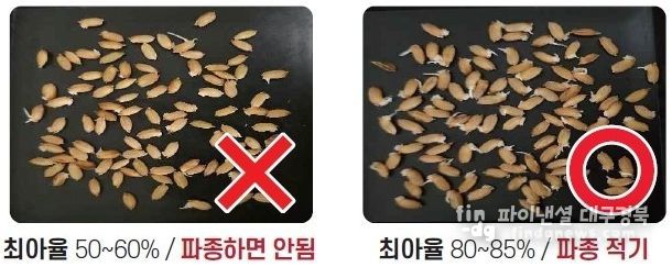 벼 최아율 비교 사진